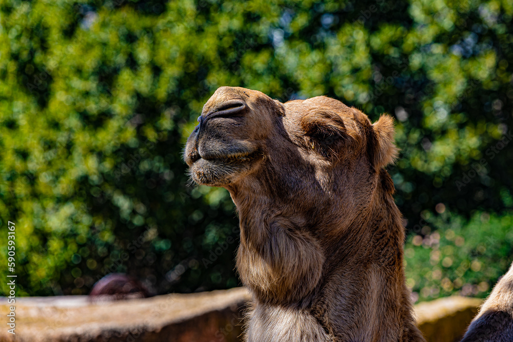 Fototapeta premium portrait of a camel