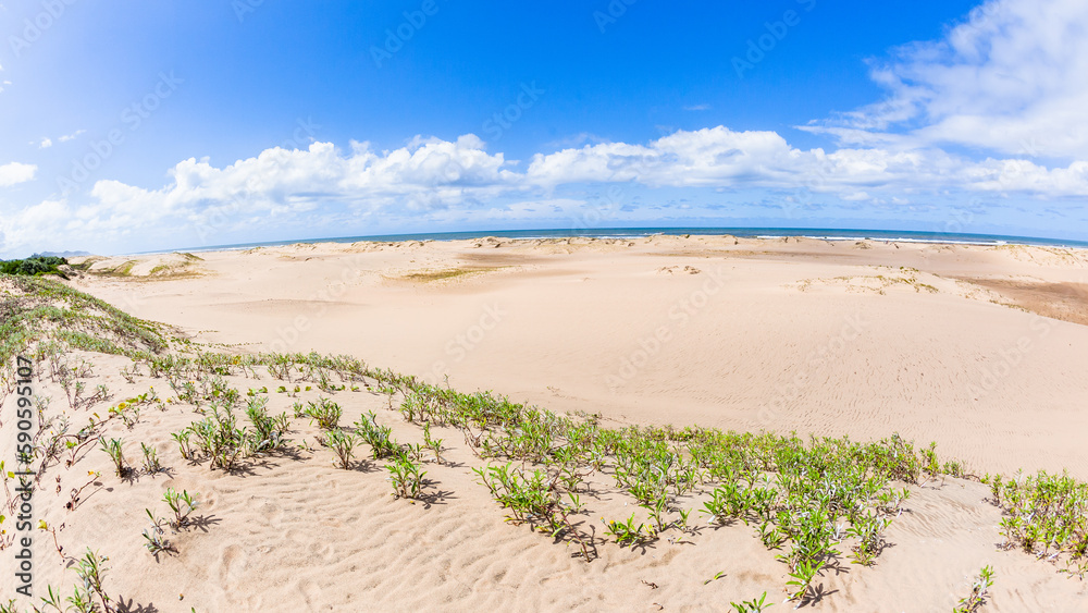 Beach Tropical Sand Dunes Wetland Uncultivated Plants Scenic Coastline Landscape