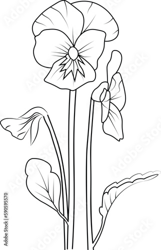 Coloring pages for children, Easy flowers art hand drawing Illustration sketch contour bouquet of artistic pansy flowers hand drawing pencil art, isolated Realistic flower coloring pages. simple pansy