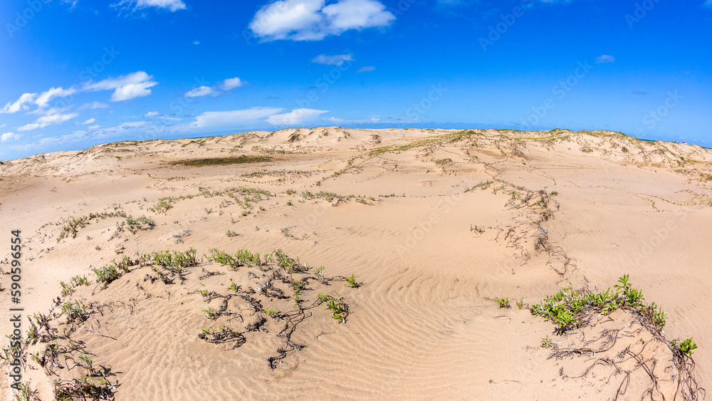 Beach Sand Dunes Plants Ocean Horizon Tropical Coastline Landscape
