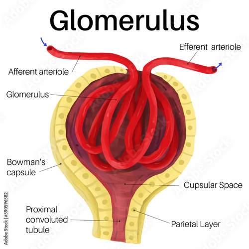 The glomerulus is a network of small blood vessels. photo