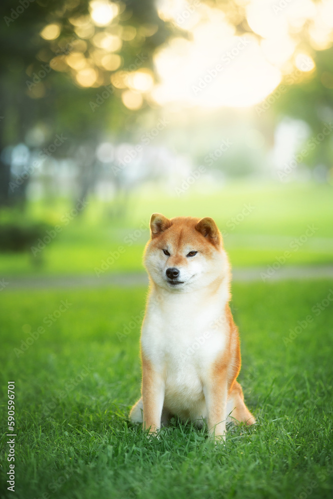 Beautiful and happy red Shiba inu dog sitting in the park at golden sunset in summer. Cute japanese shiba inu dog Beautiful and happy red Shiba inu dog sitting in the park at golden sunset in summer. Cute japanese shiba inu dog