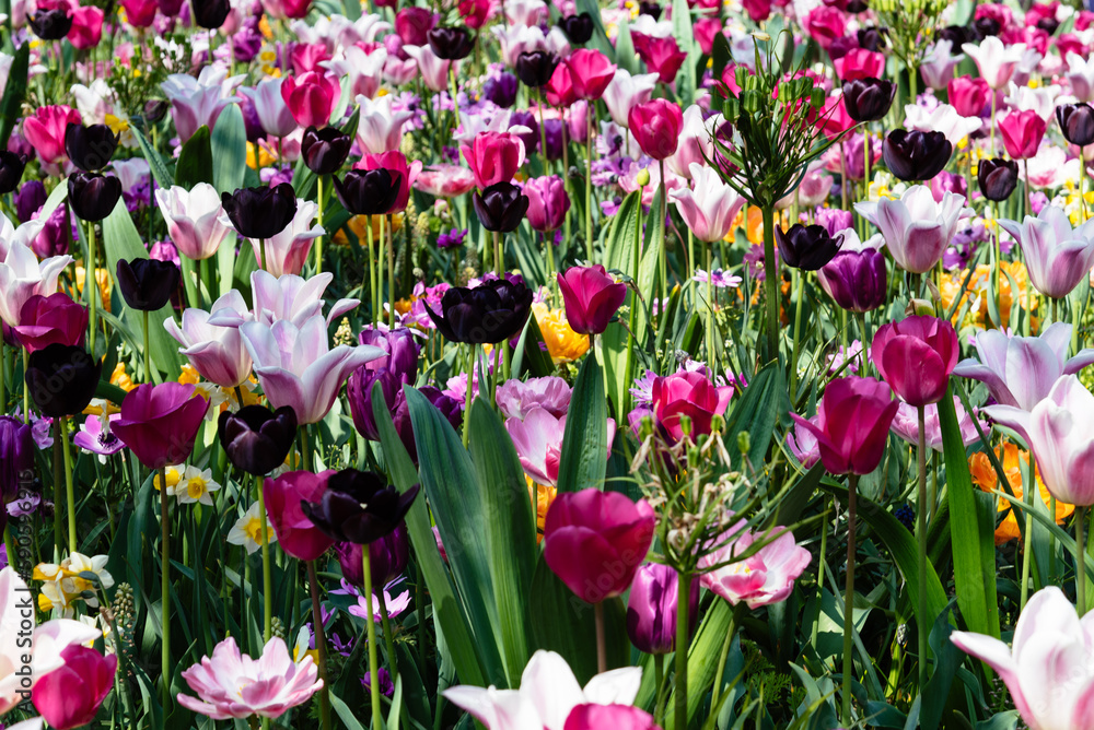 Field with assorted colors tulips. Colorful spring fresh dutch tulips. Nature background, red, pink, green and white