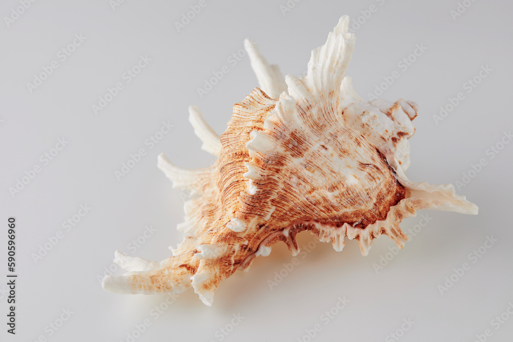 incredibly beautiful seashell on a white background