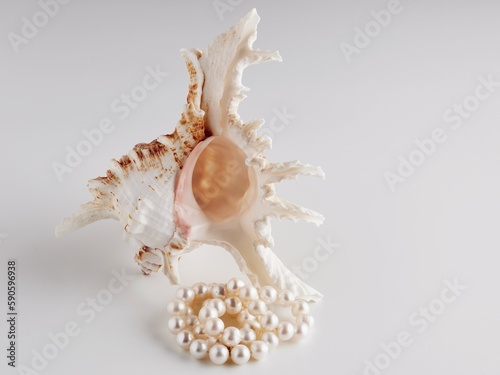 incredibly beautiful seashell on a white background close-up with a pearl necklace
