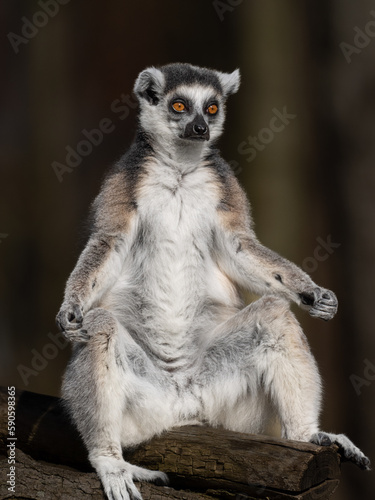 Katta