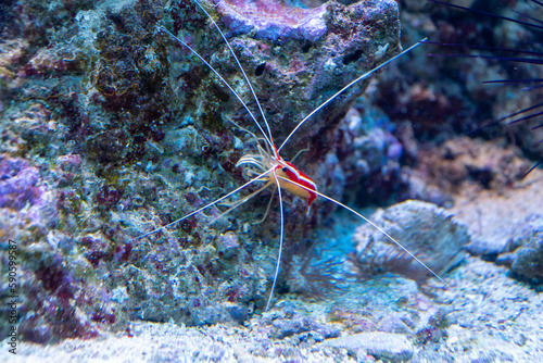 Shrimp - Lysmata amboinensis