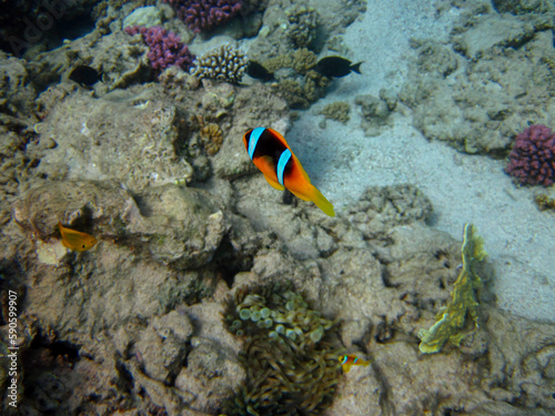 Clownfish in the Red Sea coral reef