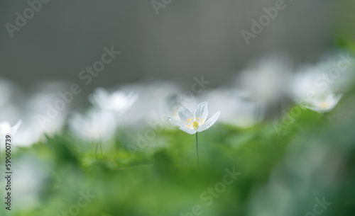 wood anemone or windflowers isolated on blur background 