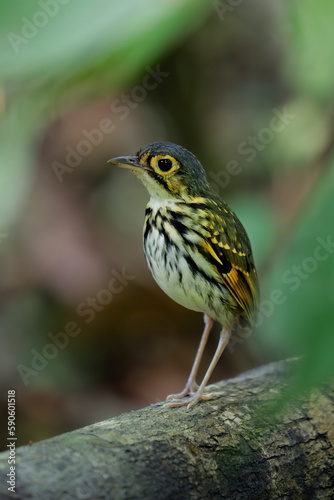 Streak-chested Antpitta inside tropical rainforest