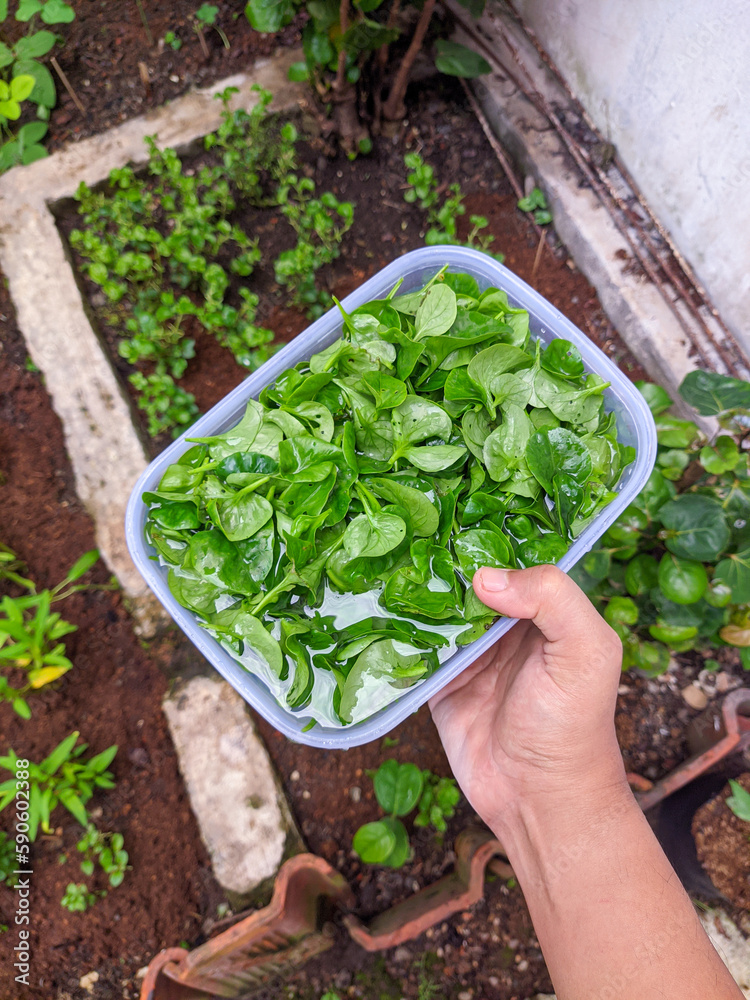 spinach home garden, harvest brazil spinach from home garden, spinach