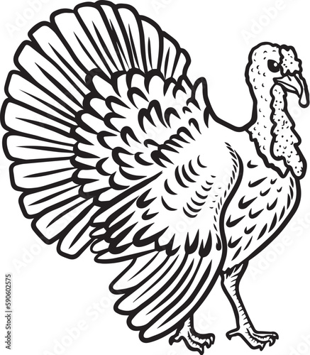 vector peacock  turkey animal design