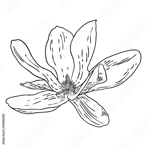 Magnolia flower head isolated on white. Top side view of magnolia open spring blooming  hand drawn. Vector.