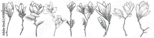 Magnolia flower drawings set. Sketch of floral botany twigs from real tree. Black and white with line art isolated on white background. Real life hand drawn illustrations of magnolia bloom. Vector.