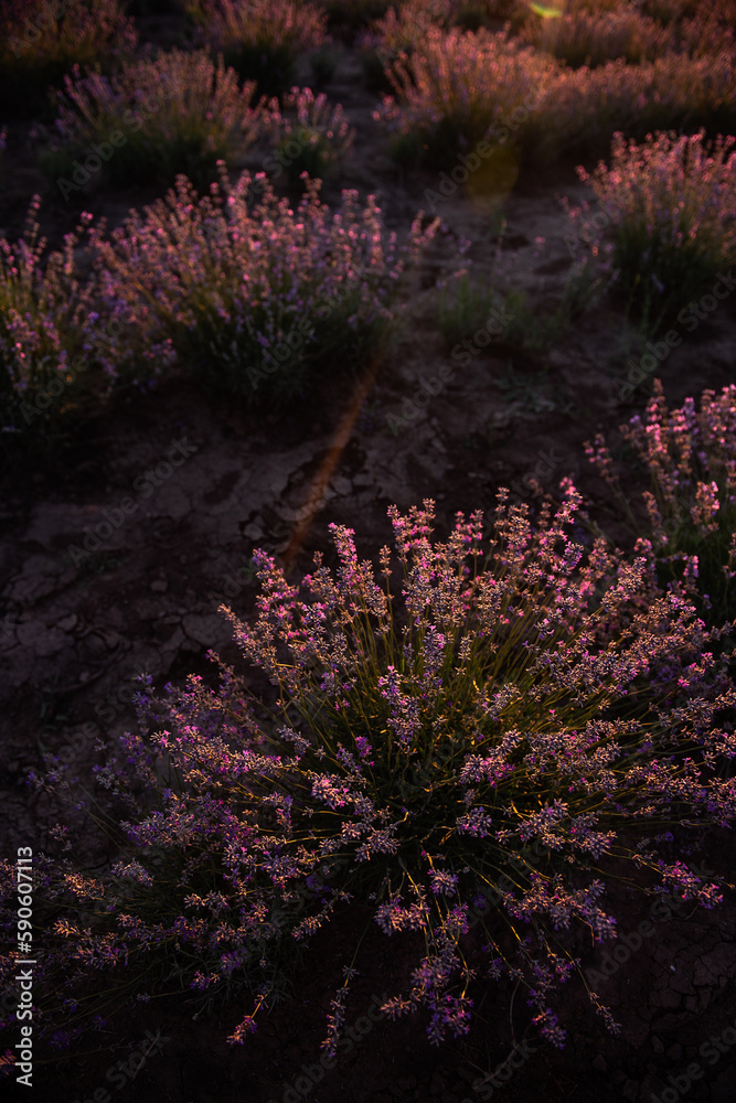 Beautiful purple lavender field at sunset. Bushes grow in even rows, going diagonally beyond the horizon. Aromatic smell. Allergy concept. Natural oils, perfumes. Copy space. Beautiful purple lavender field at sunset. Bushes grow in even rows, going diagonally beyond the horizon. Aromatic smell. Allergy concept. Natural oils, perfumes. Copy space.