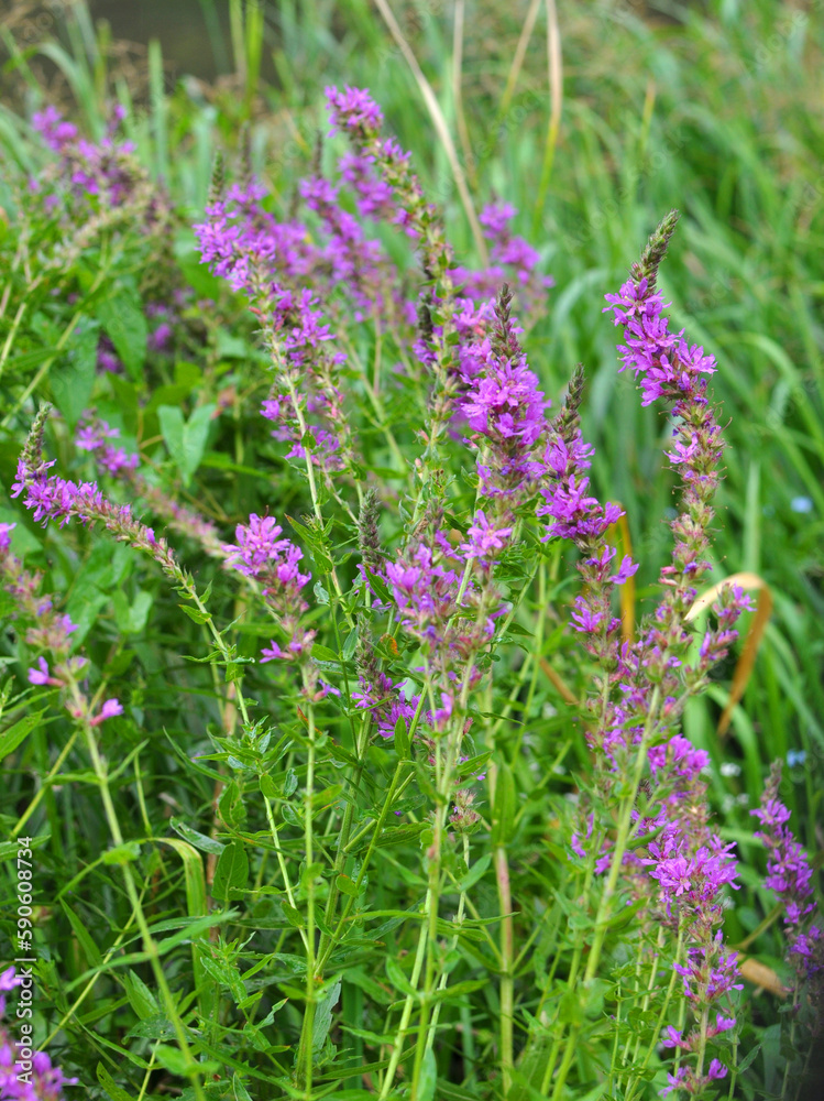 Obraz premium Lythrum salicaria grows on the riverbank and in wet places