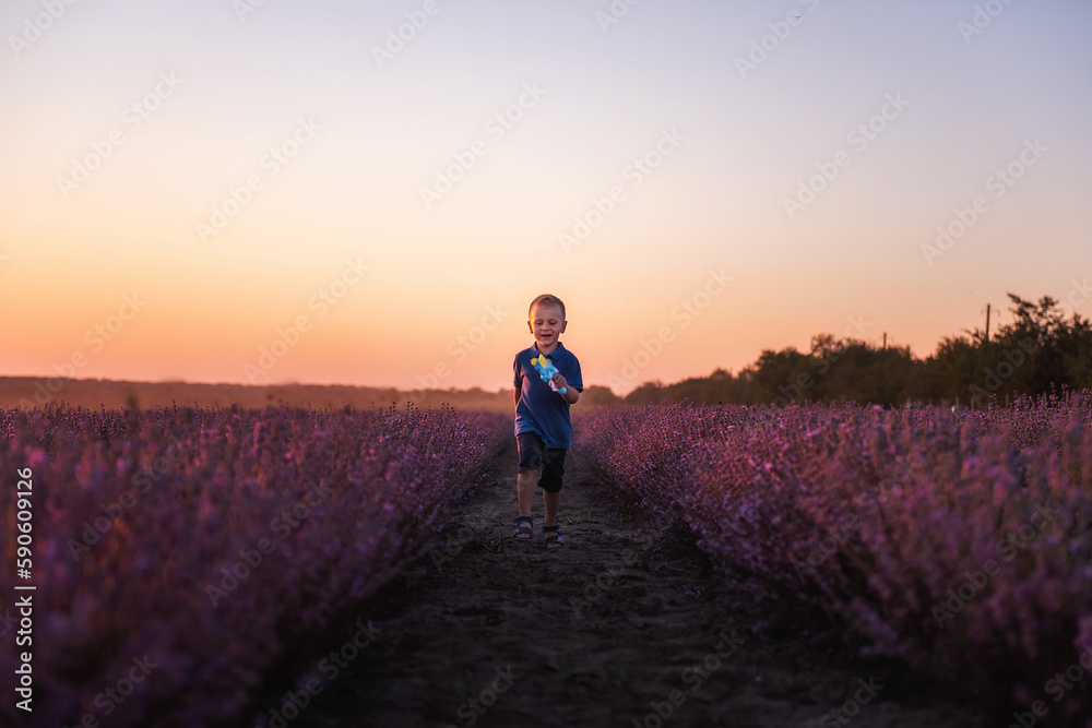 Little boy in blue polo runs across field of purple lavender among the rows at sunset. Toddler child have fun on walk in the countryside. Allergy concept. Natural products, perfumery. Copy space