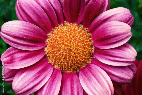 close up of pink flower