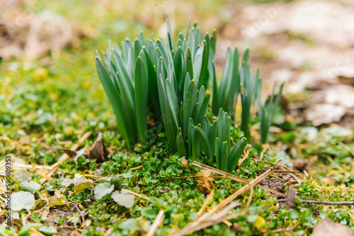 Shoots of a narcissus flower. Green, small stems come out of the ground. Spring flower.