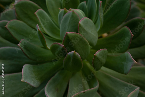 Close up view of Aeonium plants