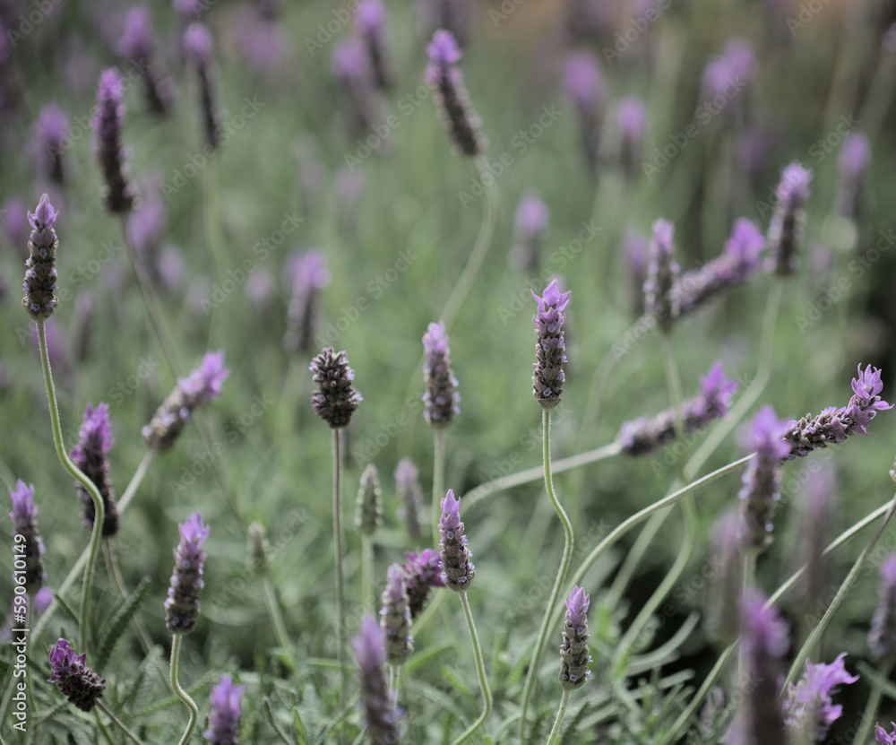 Lavender, Lavandula sp., natural macro floral background Lavender, Lavandula sp., natural macro floral background