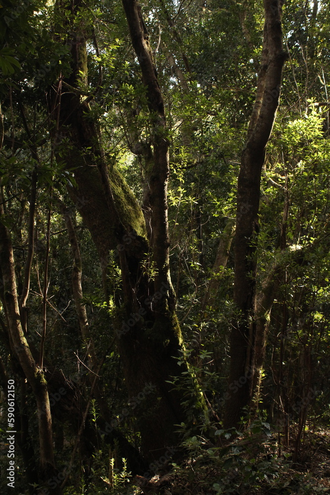 Fototapeta premium trees in the forest