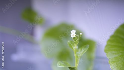 Samolus valerandi aquascaping, aquarium plant macro closeup photo