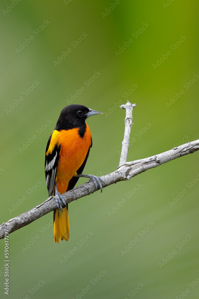 Fototapeta premium Baltimore Oriole perching on branch