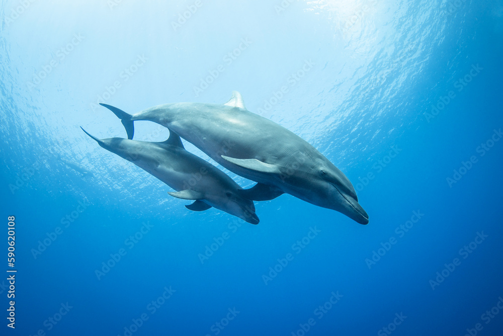 Bottlenose dolphin, French Polynesia Bottlenose dolphin, French Polynesia