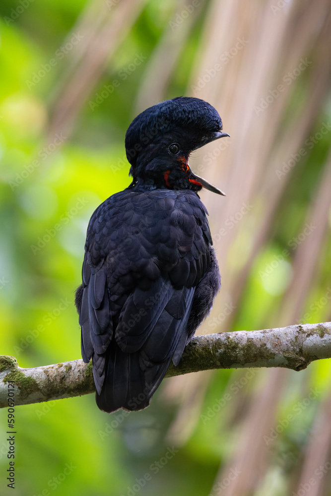 Fototapeta premium Bare-necked Umbrellabird perching on branch