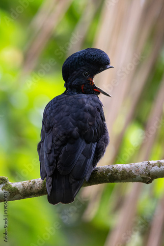 Wallpaper Mural Bare-necked Umbrellabird perching on branch Torontodigital.ca