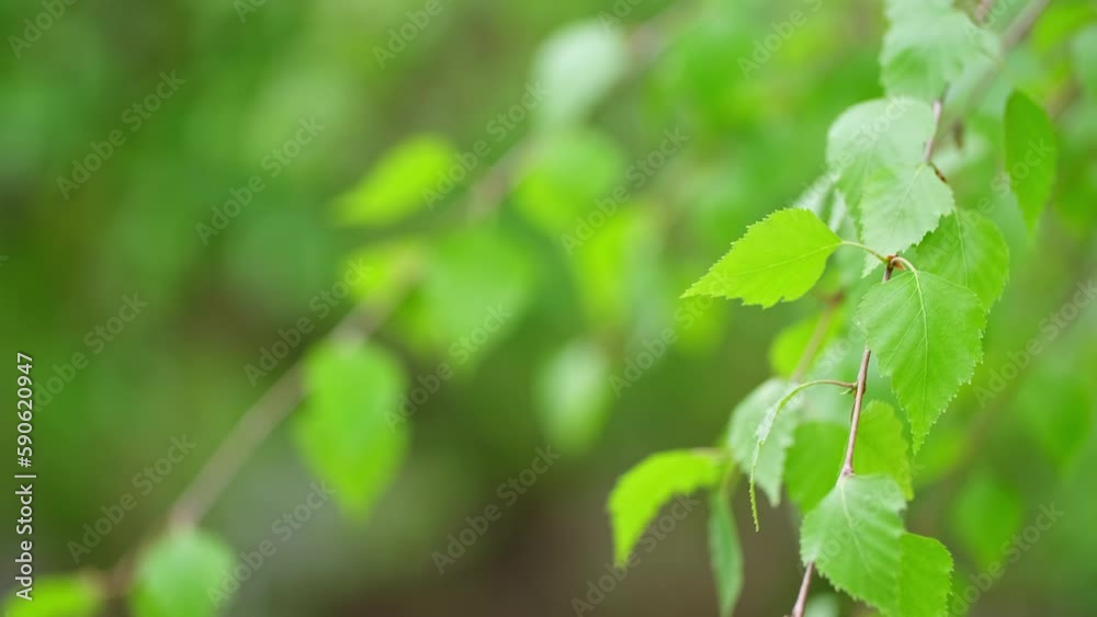 Green birch leaves sway in the wind in the sun. Birch close-up as a background. Birch leaves, branches and bark as a concept of birch sap. Green birch leaves sway in the wind in the sun. Birch close-up as a background. Birch leaves, branches and bark as a concept of birch sap.
