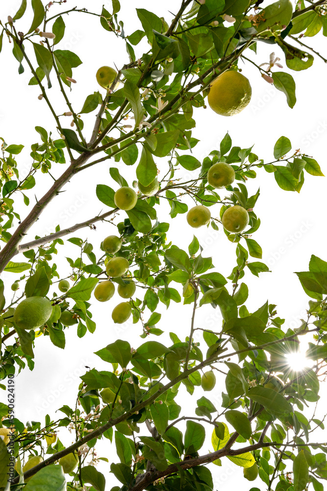 lemon tree in the detail - branches with lemon fruit