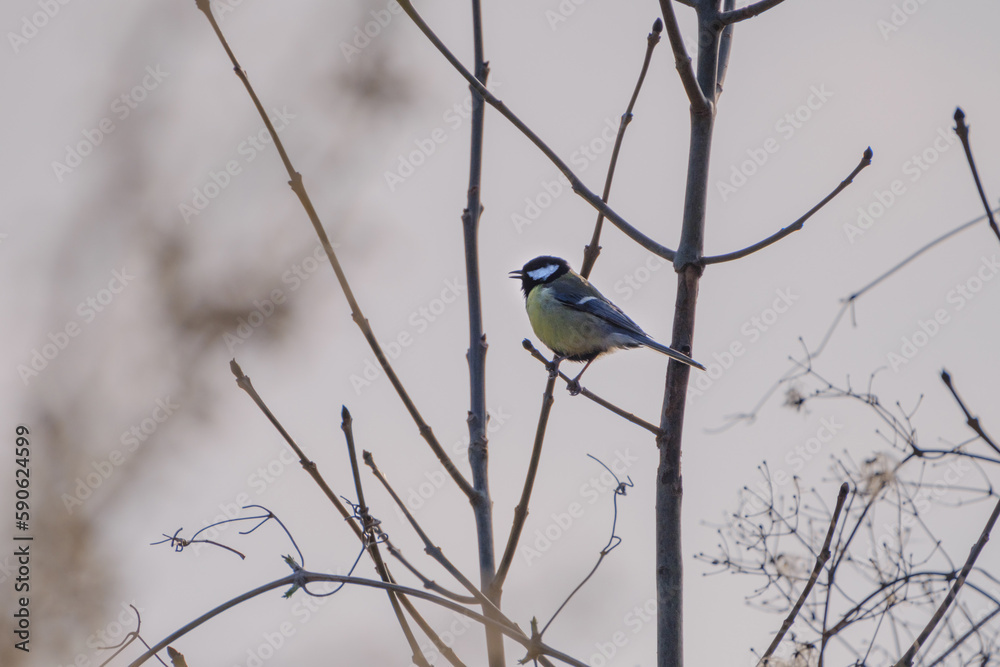 Titmouse sitting on a bruch of a tree, can be used as natural background.