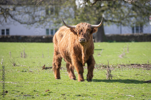 scottish highland cow photo
