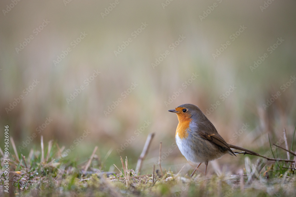 Bird Robin Erithacus rubecula, small bird, spring time in Poland Europe Bird Robin Erithacus rubecula, small bird, spring time in Poland Europe