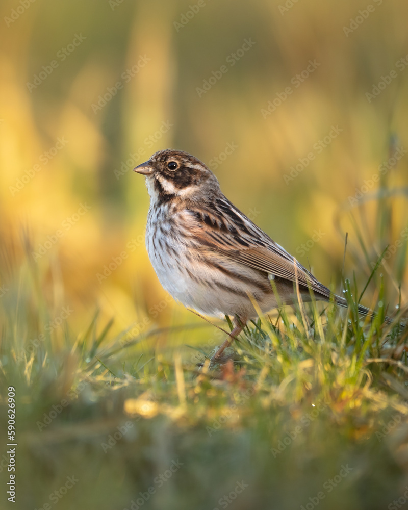Bird female Reed Bunting Emberiza schoeniclus, spring time, Poland Europe Bird female Reed Bunting Emberiza schoeniclus, spring time, Poland Europe