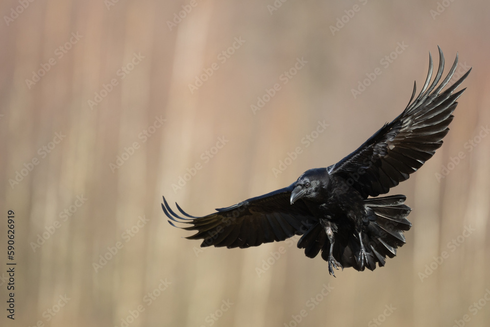 Fototapeta premium Bird beautiful flying raven Corvus corax North Poland Europe