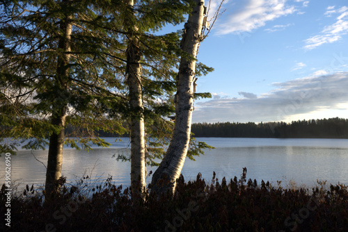 lumière rasante de fin de journée sur arbres et lac