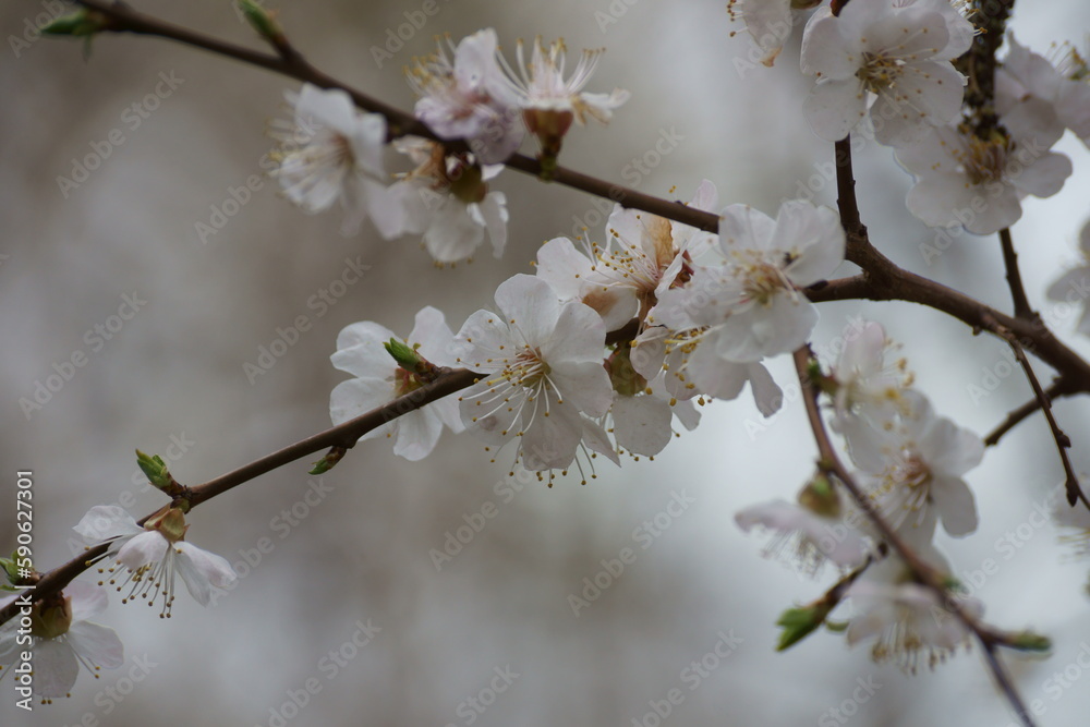 White flowers in spring on a tree White flowers in spring on a tree