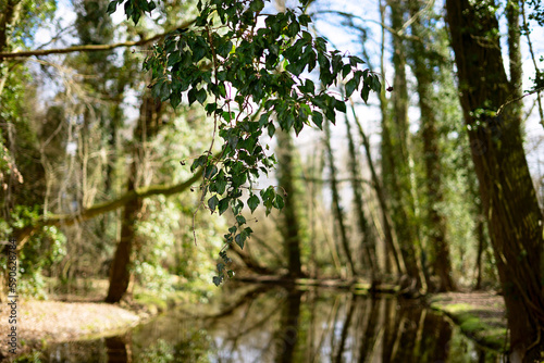 trees in the forest