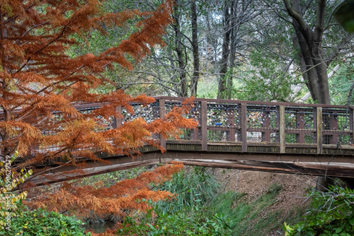 Fall colors at a bridge of the UC Davis arboretum over Lake Spafford photo