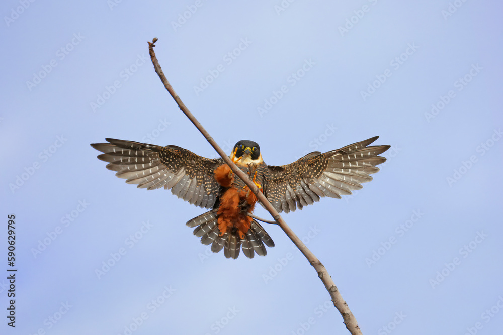 Fototapeta premium Bat Falcon flying