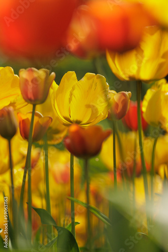 Fototapeta Naklejka Na Ścianę i Meble -  soft focus, field of yellow blooming tulip flowers. grow plants in park in meadow for sale. bouquet of exquisite spring buds. gift for birthday or mother's day on March 8, florist and decorator
