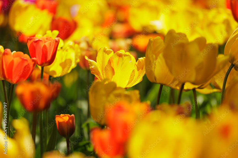soft focus, field of yellow blooming tulip flowers. grow plants in park in meadow for sale. bouquet of exquisite spring buds. gift for birthday or mother's day on March 8, florist and decorator soft focus, field of yellow blooming tulip flowers. grow plants in park in meadow for sale. bouquet of exquisite spring buds. gift for birthday or mother's day on March 8, florist and decorator