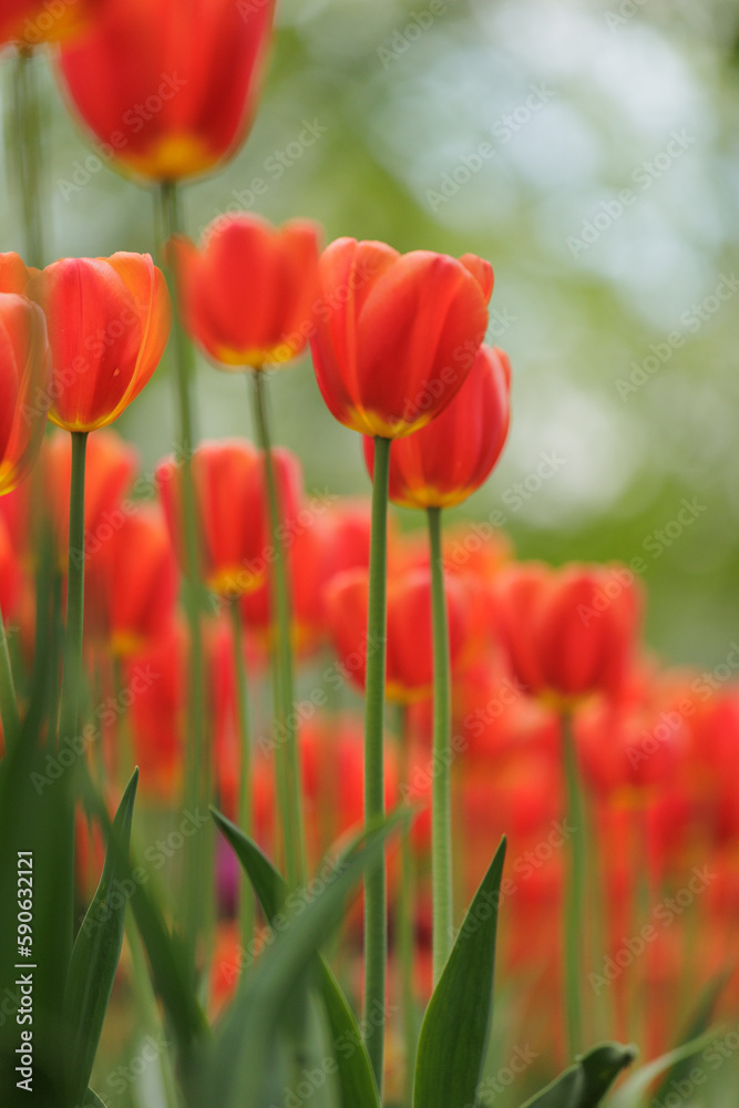 blooming red tulips in park on flower bed. spring fresh flowers in sunlight. grow plants in garden for sale in flower salon. florists, bouquet as gift