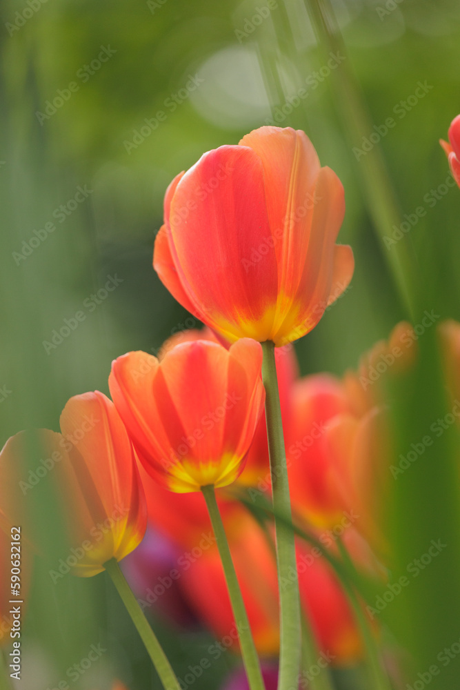 blooming red tulips in park on flower bed. spring fresh flowers in sunlight. grow plants in garden for sale in flower salon. florists, bouquet as gift blooming red tulips in park on flower bed. spring fresh flowers in sunlight. grow plants in garden for sale in flower salon. florists, bouquet as gift