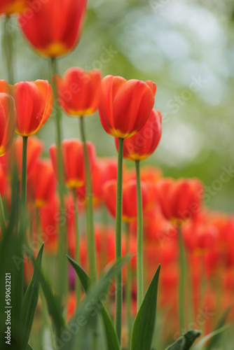 blooming red tulips in park on flower bed. spring fresh flowers in sunlight. grow plants in garden for sale in flower salon. florists, bouquet as gift © MyJuly