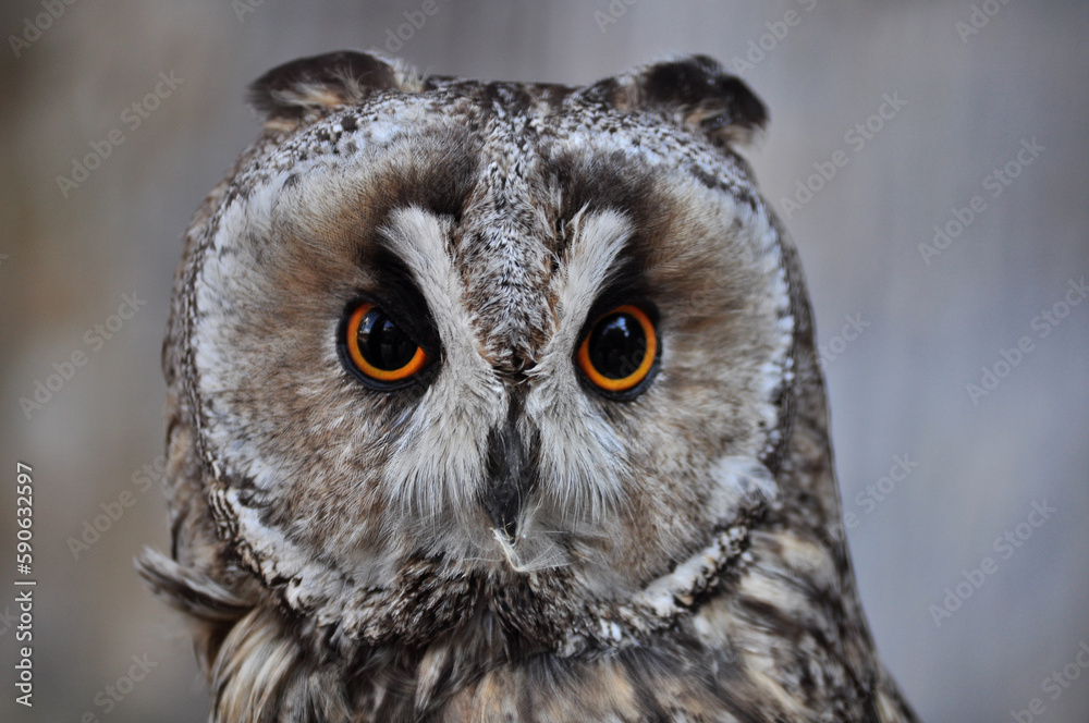 Obraz premium Long-eared owl (Asio otus) portrait