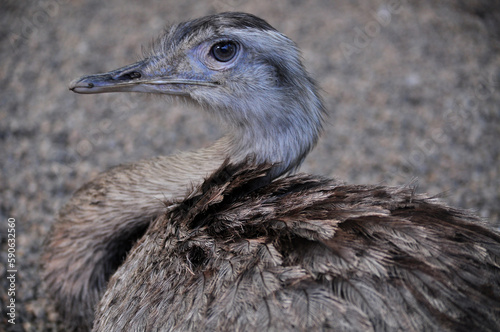 Greater rhea (Rhea americana) portrait photo